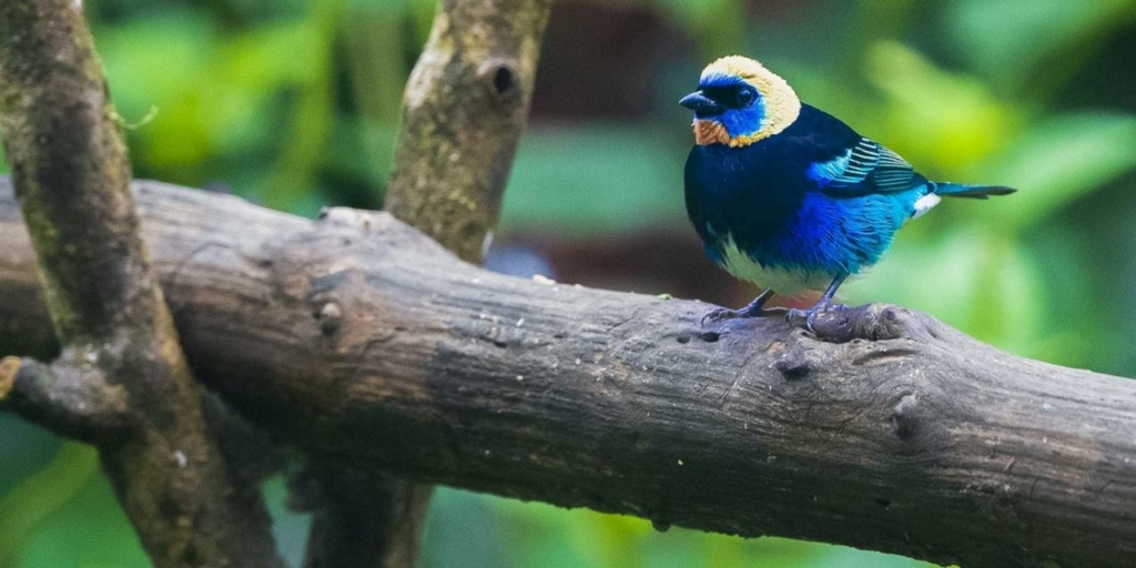 nicaragua biodiversity