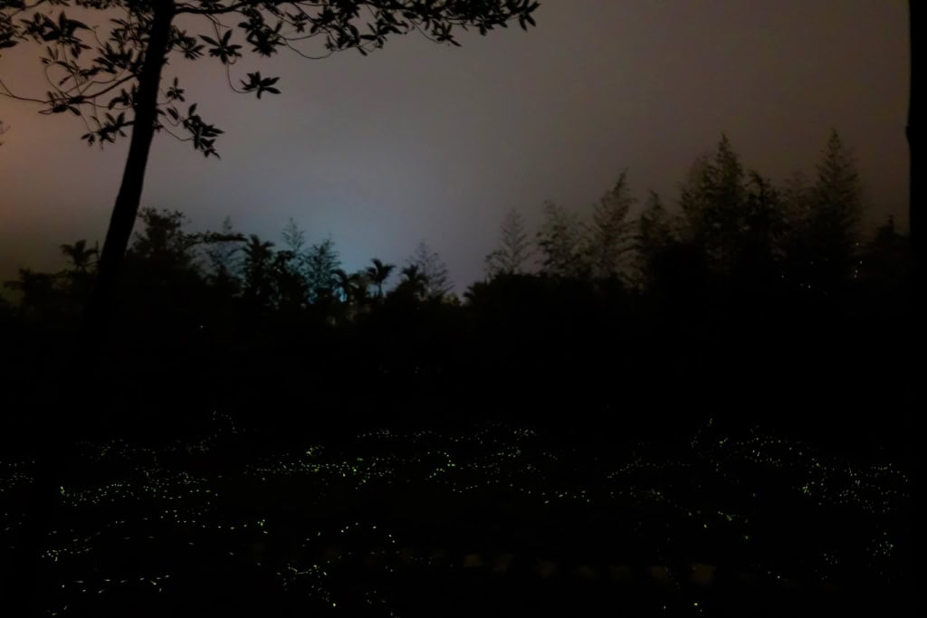 fireflies alishan